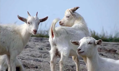 第二屆綠色農產品展銷會盛大開幕